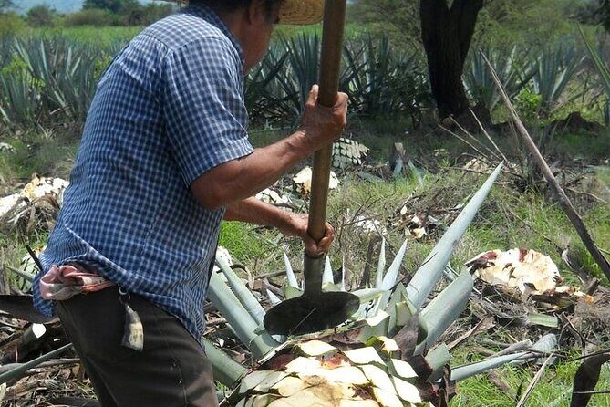 Tequila Master Class & Gourmet Tacos- Exclusive Experience Cancun - Value and Cost
