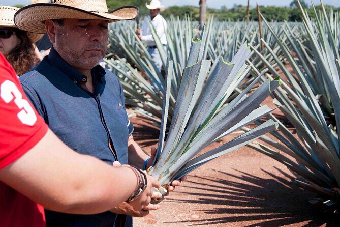 Tequila tour visiting a local brewery - Timing and Practicalities