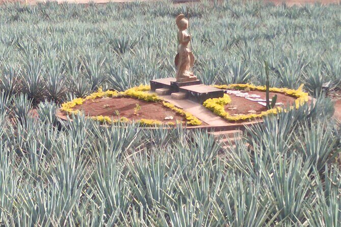 Tequila Xtremo Tour Experience - Key Points