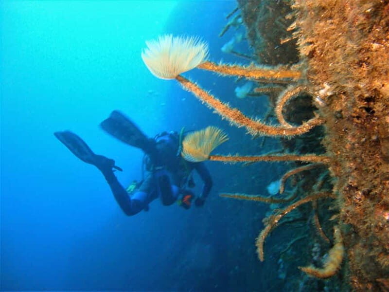 Terceira Azores: Scuba-Double dive Trip(certified Divers) - The Sum Up: Why Choose This Dive Experience?