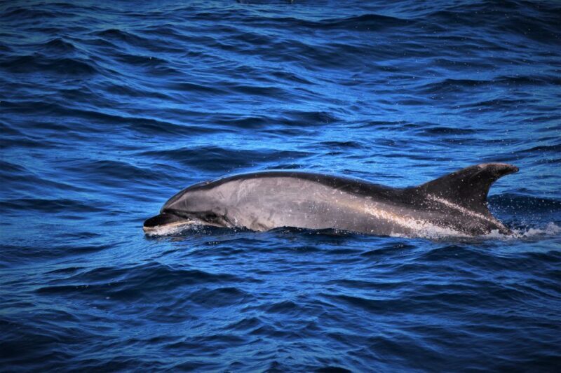 Terceira: Boat Tour and Swimming with Dolphins - Key Points