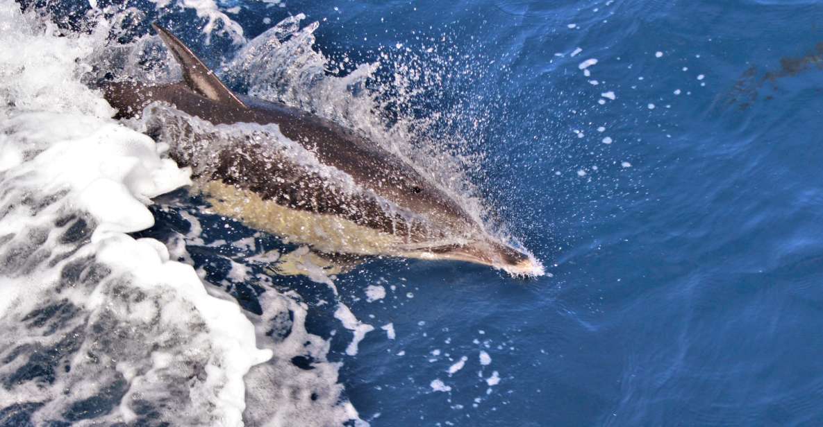 Terceira: Boat Tour and Swimming With Dolphins - Key Points