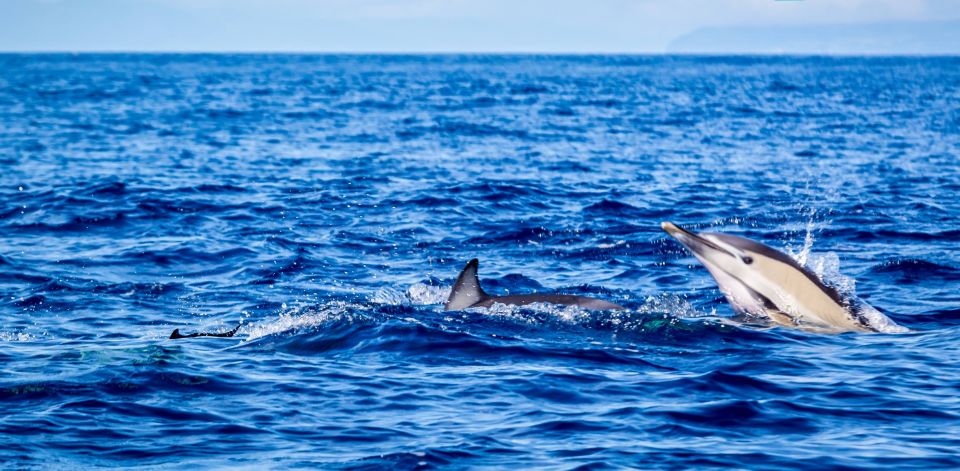 Terceira: Boat Tour and Swimming With Dolphins - Boat Tour: Scenic Views and Marine Life