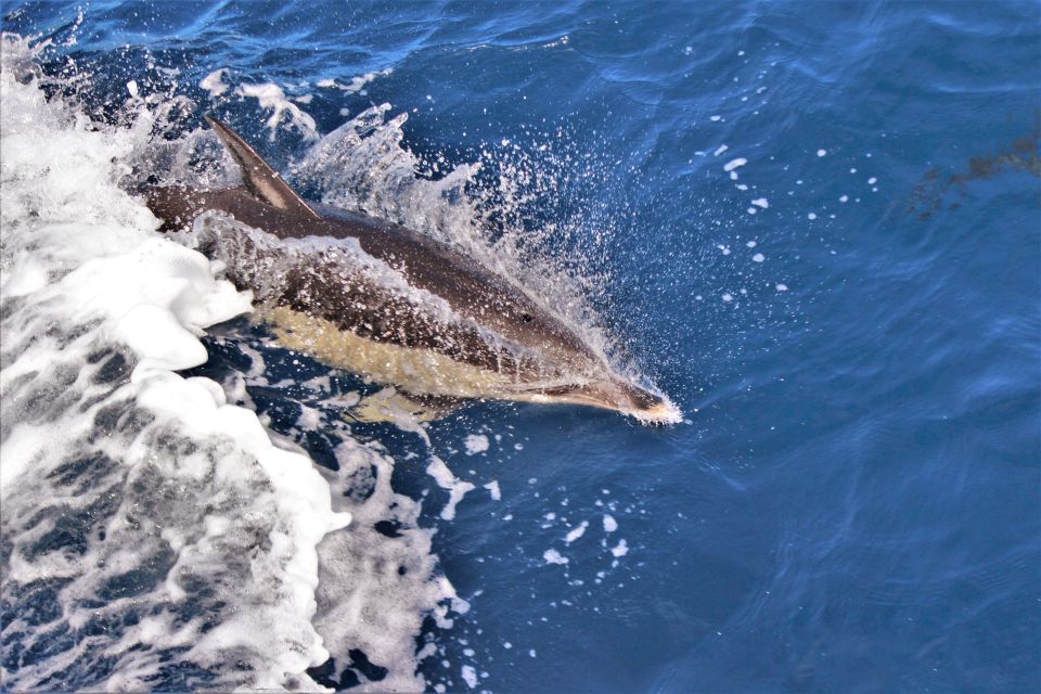 Terceira: Boat Tour and Swimming With Dolphins - Encountering Dolphins in Their Natural Habitat