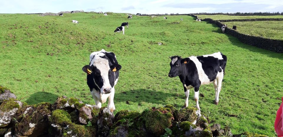 Terceira Island : Half-Day Van Tour on the West Coast - Booking Information