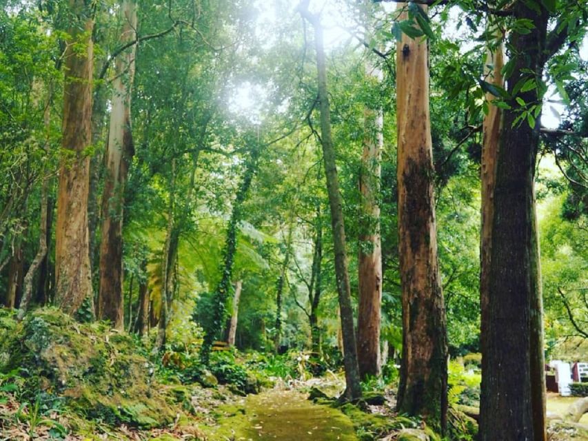 Terceira Island : Half-Day Van Tour on the West Coast - Tour Experience