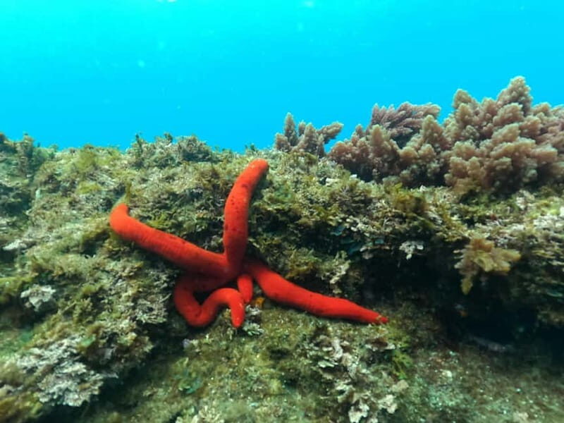 Terceira Island: Snorkeling Adventure - A Closer Look at the Snorkeling Experience