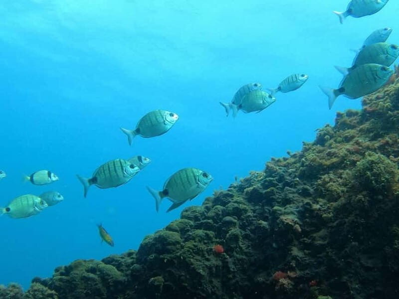 Terceira Island: Snorkeling Adventure - Who Will Love This Tour?