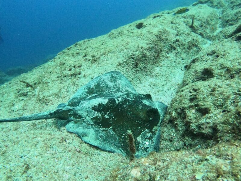 Terceira Island: Snorkeling Adventure - An In-Depth Look at the Snorkeling Experience on Terceira Island