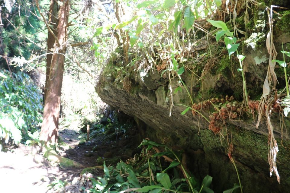 Terceira Island: Walking Trails Hiking Tour - Choosing Between Sea or Forest
