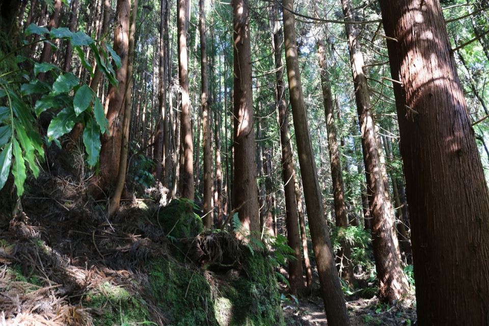Terceira Island: Walking Trails Hiking Tour - Frequently Asked Questions