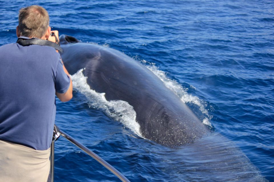 Terceira Island : Whale and Dolphin Watching Boat Excursion - Key Points