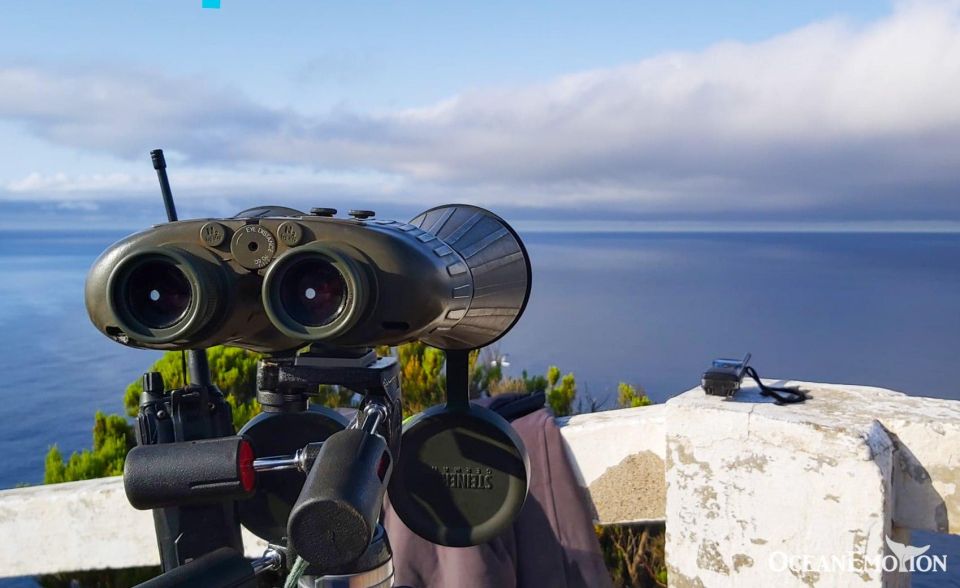 Terceira Island : Whale and Dolphin Watching Boat Excursion - Whale and Dolphin Spotter Expertise