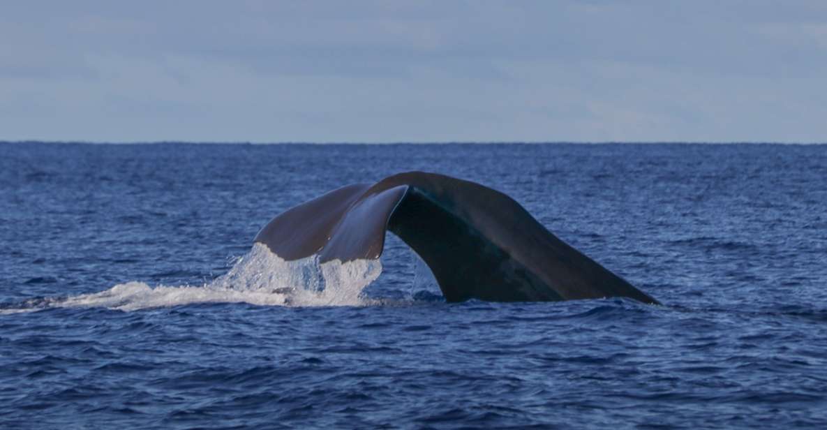 Terceira Island : Whale and Dolphin Watching Boat Excursion - Tour Guides Insights and Commentary