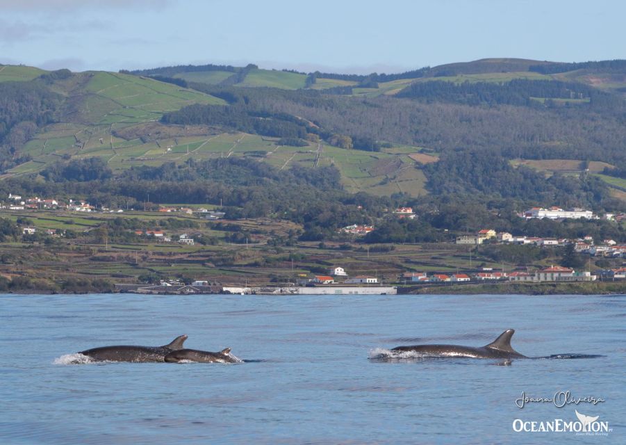 Terceira Island : Whale and Dolphin Watching Boat Excursion - Sighting Guarantee and Public Liability Coverage