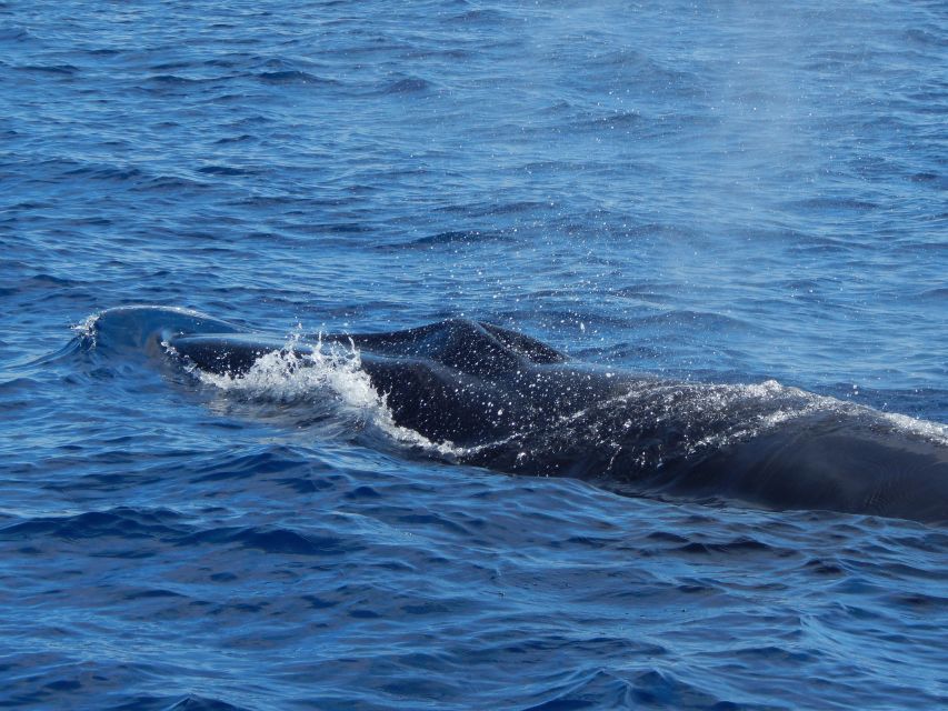 Terceira Island : Whale and Dolphin Watching Boat Excursion - Witnessing Whales and Dolphins in Their Habitat