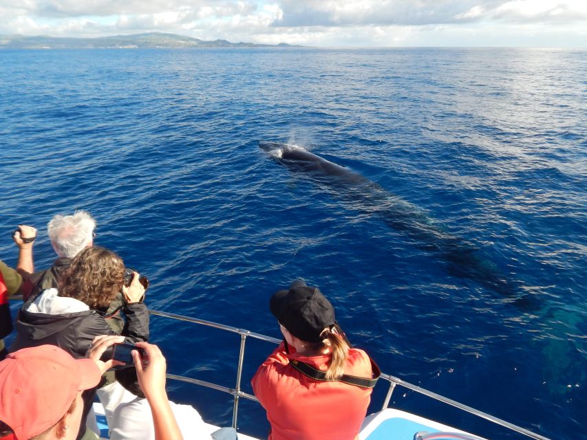 Terceira Island : Whale and Dolphin Watching Boat Excursion - Highlights and Inclusions of the Excursion