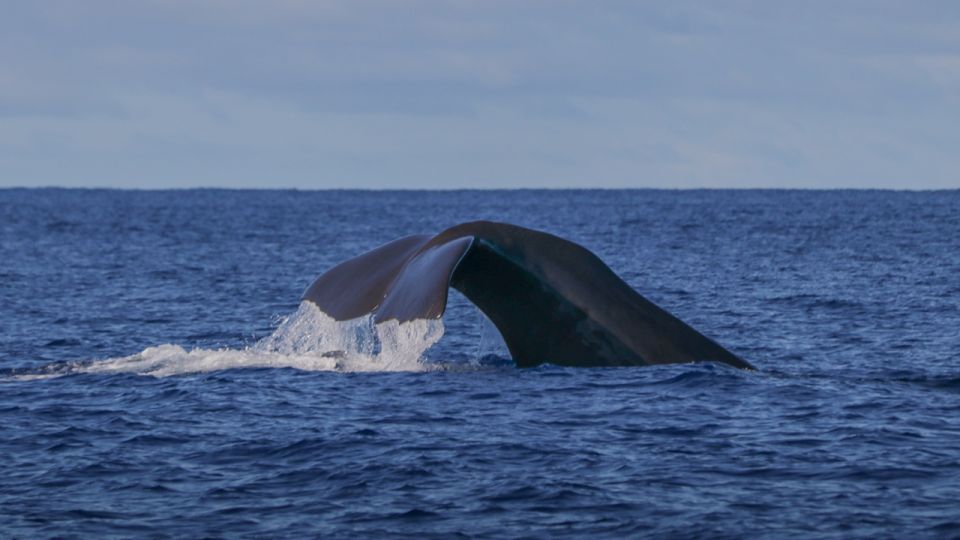 Terceira Island : Whale and Dolphin Watching Boat Excursion - Frequently Asked Questions