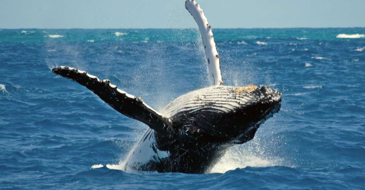 Terceira Island Whale Watching and Jeep Tour - Pricing and Duration