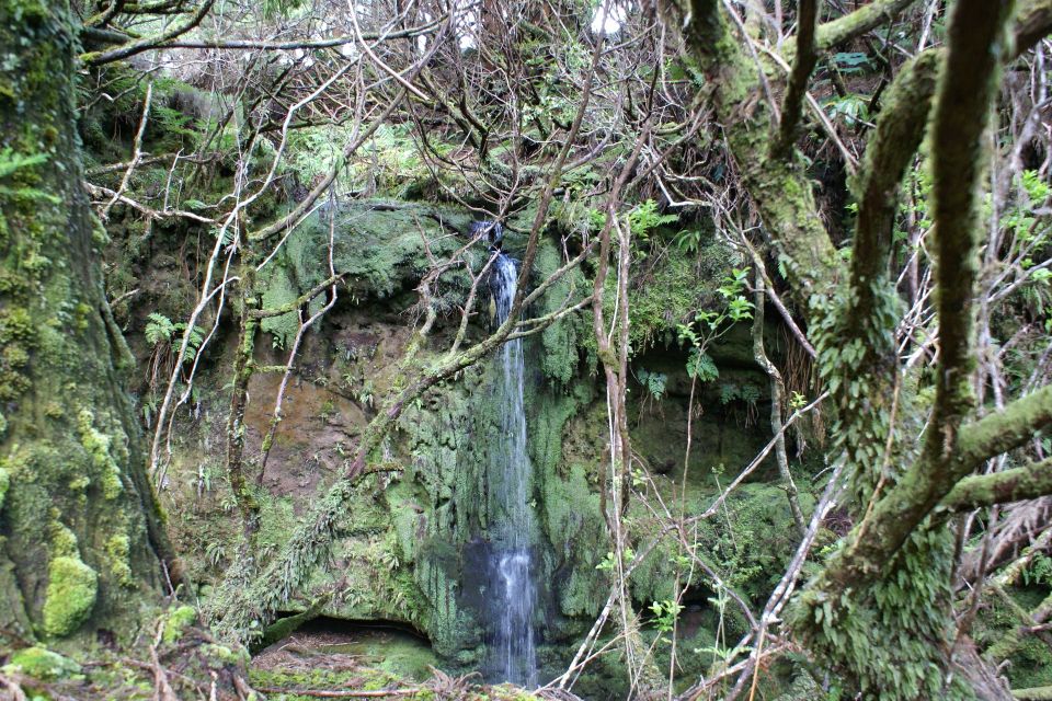 Terceira Island Whale Watching and Jeep Tour - Languages and Pickup