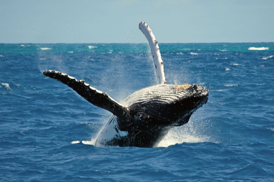 Terceira Island Whale Watching and Jeep Tour - Activity Highlights
