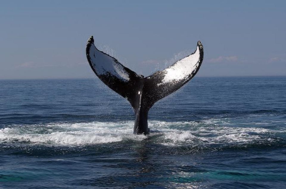 Terceira Island Whale Watching and Jeep Tour - Inclusions and Exclusions