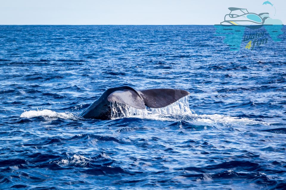 Terceira: Whale and Dolphin Watching in a Zodiac Boat - Key Points