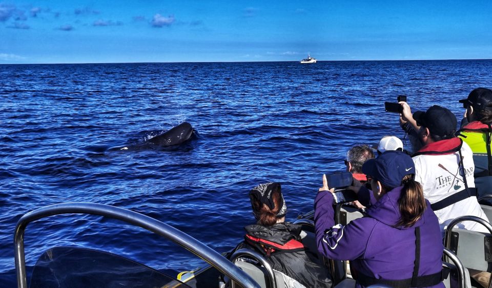 Terceira: Whale and Dolphin Watching in a Zodiac Boat - Key Highlights