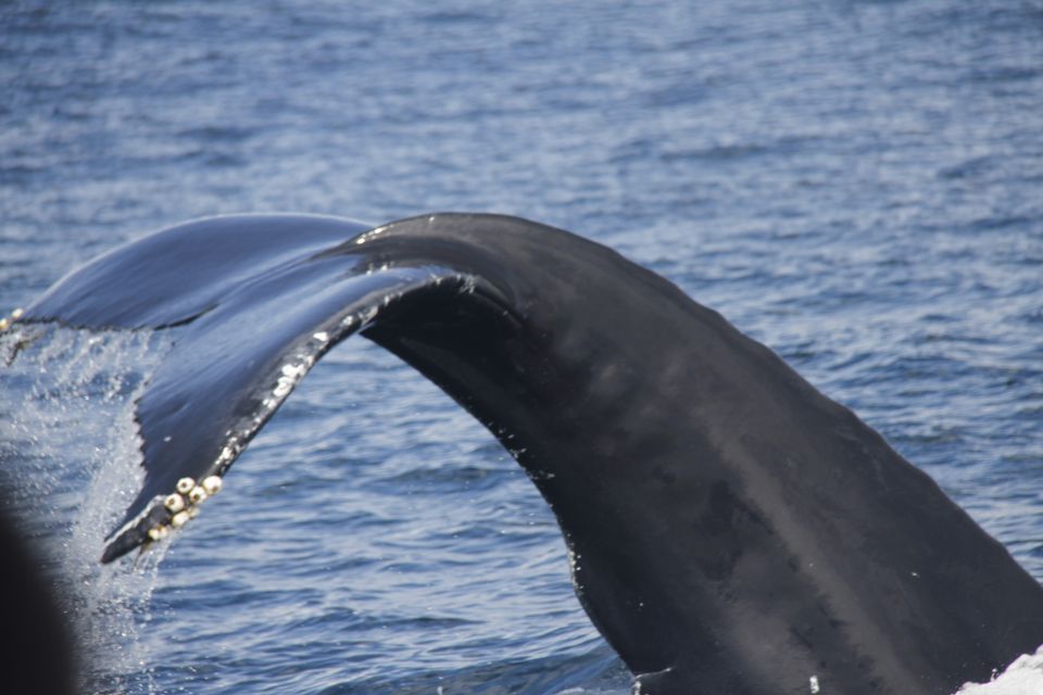 Terceira: Whale and Dolphin Watching in a Zodiac Boat - Inclusions