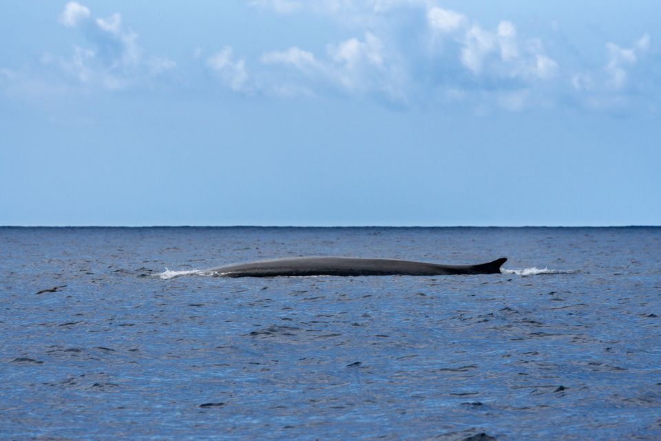 Terceira: Whale and Dolphin Watching in a Zodiac Boat - Sighting Success Rate