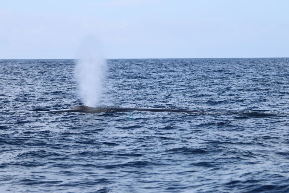 Terceira: Whale and Dolphin Watching in a Zodiac Boat - Whale Spotter Assistance
