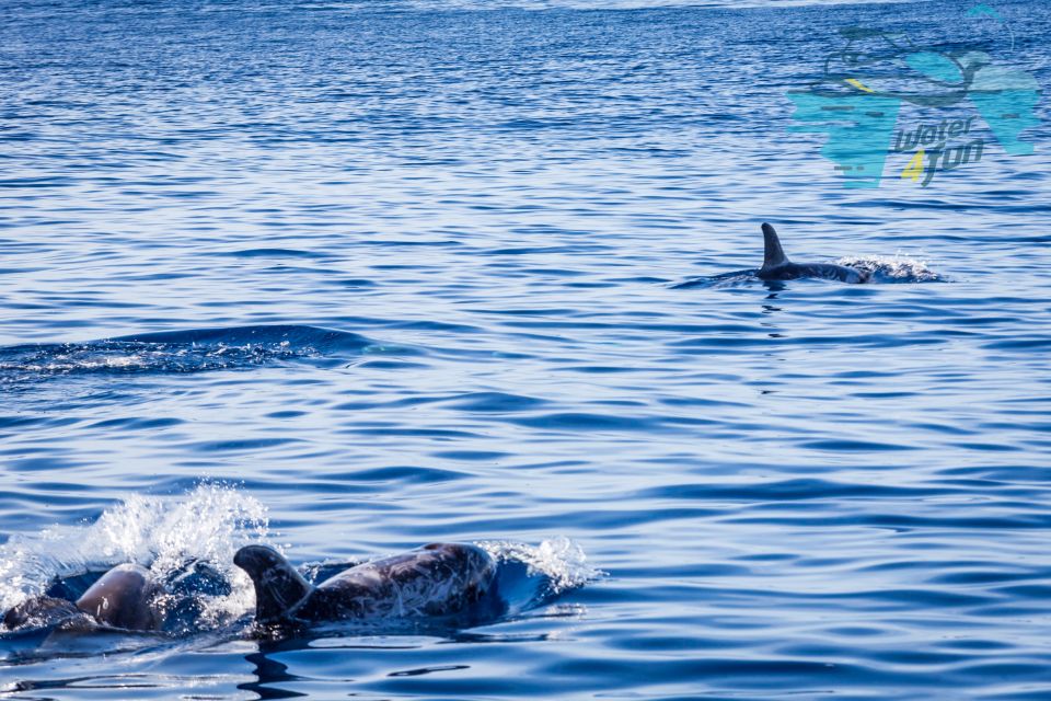 Terceira: Whale and Dolphin Watching in a Zodiac Boat - Unsuitable for Pregnant Women