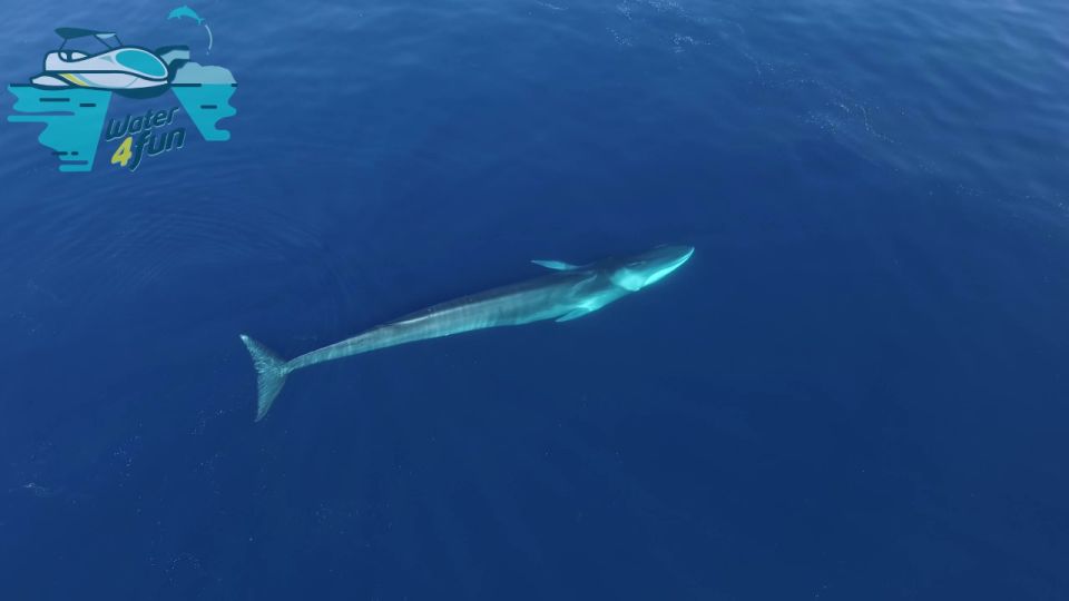 Terceira: Whale and Dolphin Watching in a Zodiac Boat - Languages Offered