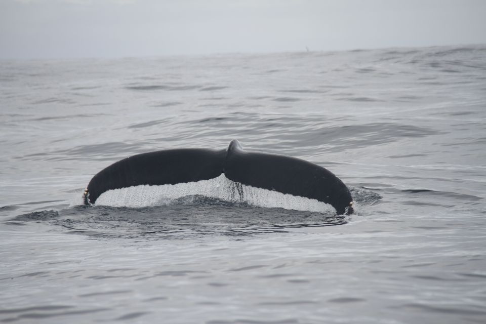 Terceira: Whale and Dolphin Watching in a Zodiac Boat - Frequently Asked Questions