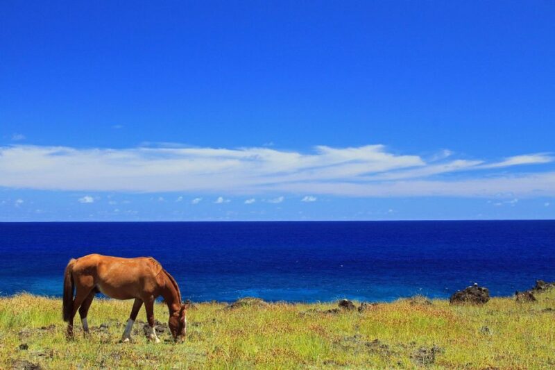 Terevaka Horse Excursion: the Highest Point and 360° View. - Itinerary Details