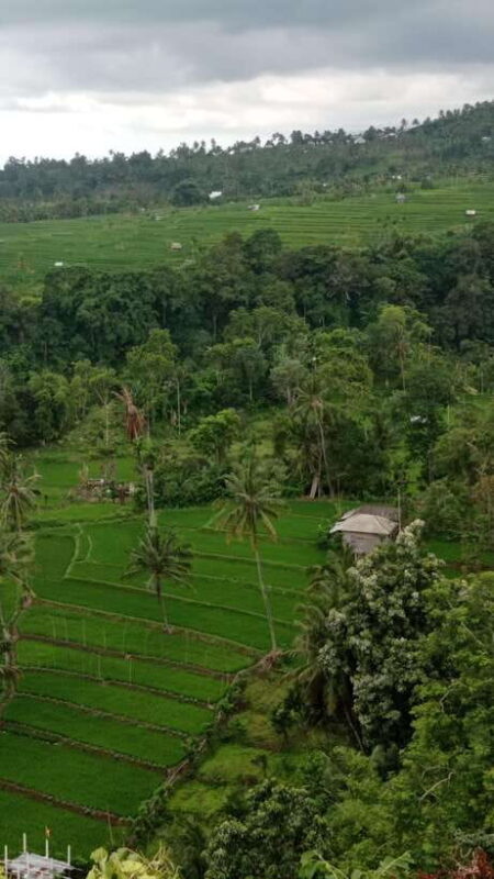 Tetebatu: Privat Tour Rice Terrace, Waterfall, Monkay forest - Key Points