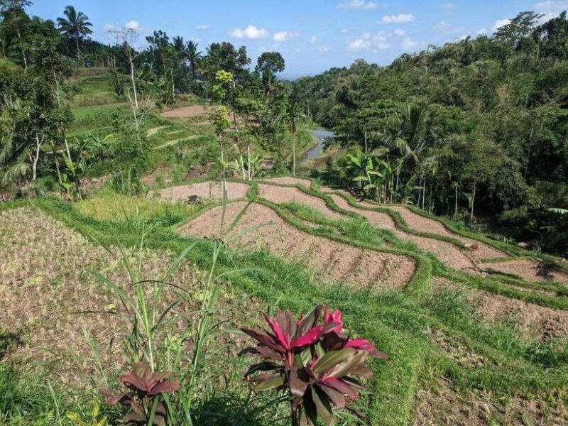 Tetebatu: Privat Tour Rice Terrace, Waterfall, Monkay forest - Authentic Experiences Backed by Real Travelers