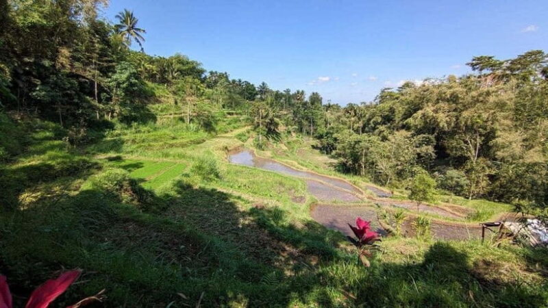Tetebatu: Privat Tour Rice Terrace, Waterfall, Monkay forest - The Sum Up: Who Is This Tour Best For?