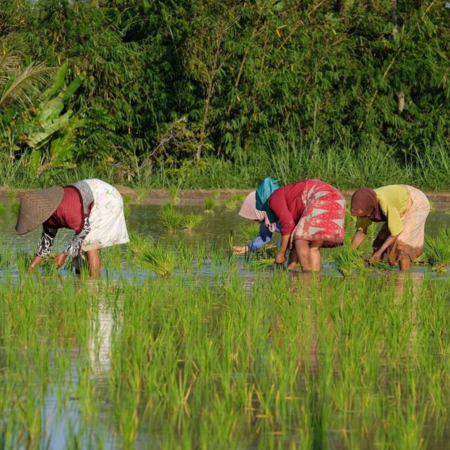 Tetebatu: Rice Fields, Waterfall, & Monkey Forest Day Tour - Experience the Rural Life
