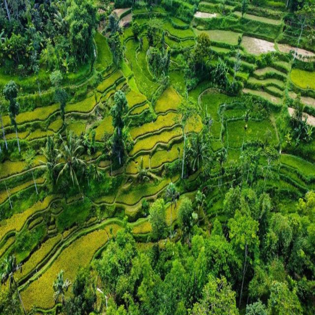 Tetebatu: Rice Fields, Waterfall, & Monkey Forest Day Tour - Visit Local Houses and Taste Coffee