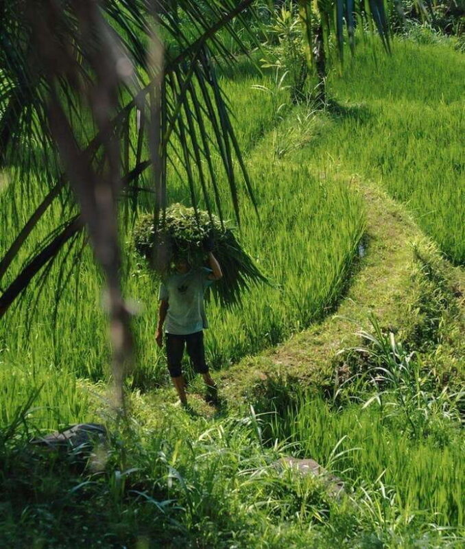 Tetebatu : Waterfall, Rice Fields & Monkey Forest Full day - Key Points