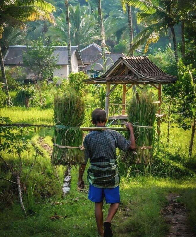 Tetebatu : Waterfall, Rice Fields & Monkey Forest Full day - Why You’ll Love the Tetebatu Full-Day Tour