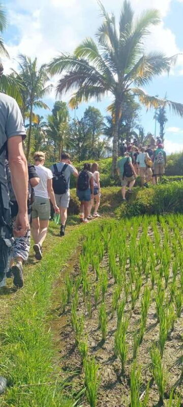Tetebatu: Waterfalls, Spices, Rice Terrace, Monkey forest - The Sum Up
