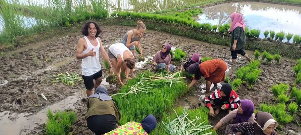 Tetebatu: Waterfalls, Spices, Rice Terrace, Monkey Forest - Captivating Rice Terrace Vistas