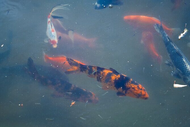 Texas Discovery Gardens General Admission - Key Points