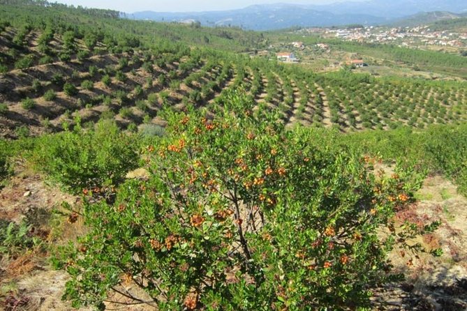 The Algarve Wine and Culinary Private Tour From Portimao - Exclusive and Personalized Experience