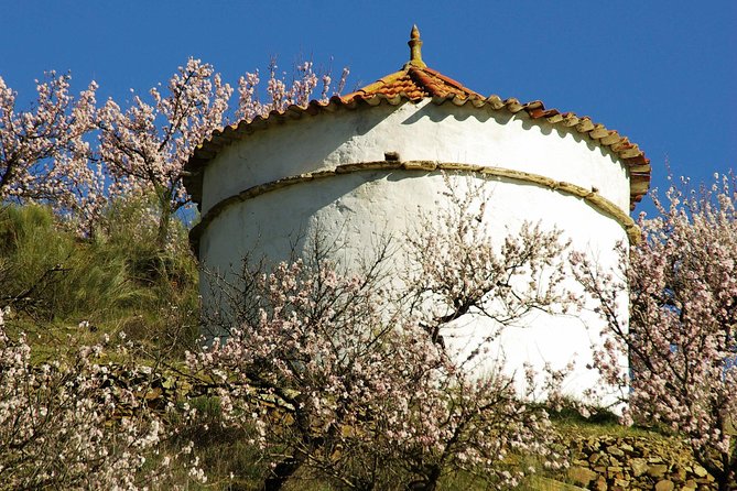 The Almond Blossom - Good To Know