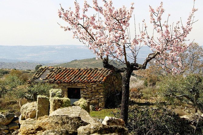 The Almond Blossom - Seasonal Bloom and Landscapes