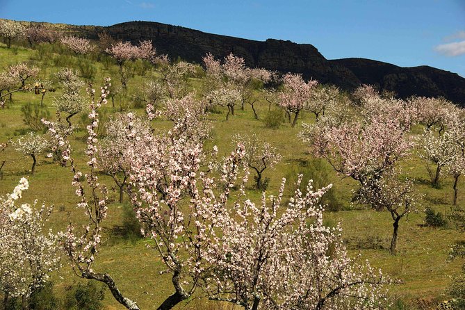 The Almond Blossom - Culinary Delights and Recipes