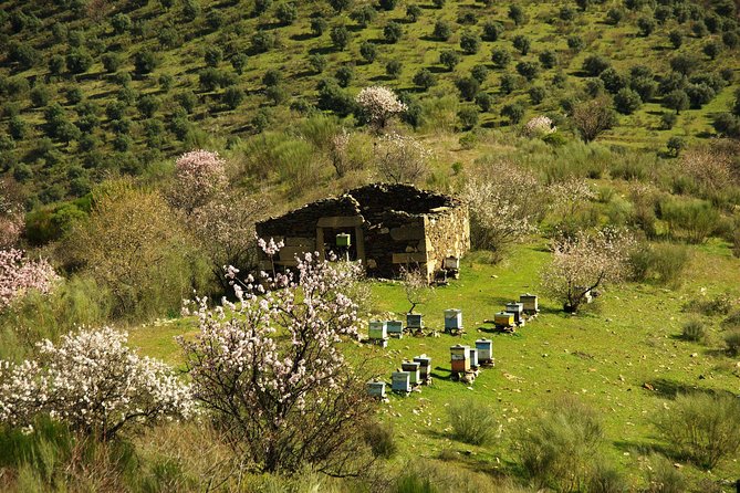 The Almond Blossom - Artistic Inspiration and Celebrations